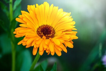 yellow daisy flower 