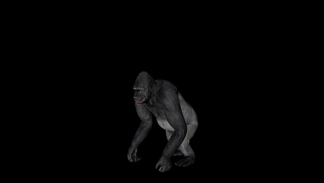 Old Gorilla Angry animation.Full HD 1920×1080.5 Second Long.Transparent Alpha video.LOOP.