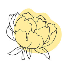 Vector line black illustration graphics flower peony with colors stains.