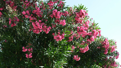 Bush with bright pink flowers rhododendron growing in yard background