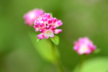 Obraz premium 可愛い花