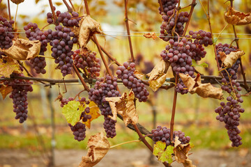 Grape bunches on the plantation in autumn