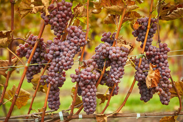 Grape bunches on the plantation in autumn