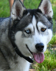 Close-up on beautiful heterochromatic eyes, brown and blue, of a husky dog.