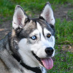 Close-up on beautiful heterochromatic eyes, brown and blue, of a husky dog.