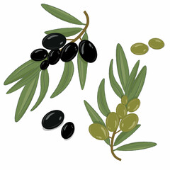 black and green olives illustration