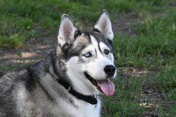 Naklejka na ściany i meble Close-up on beautiful heterochromatic eyes, brown and blue, of a husky dog.
