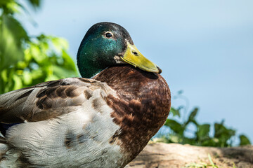 Close-up of a colorful mallard drake sitting on the shore