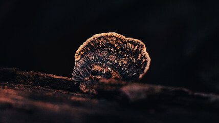 Fungi growing on a fallen tree in Costa Rica. 