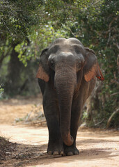 Fototapeta na wymiar Asian Elephant in habitat