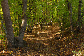 Autumn mixed forest. A forest of deciduous trees. Yellow, orange, green, red shades of foliage. Dense saturated sunny forest. Tall tree trunks. Autumn natural background. Walking nature concept