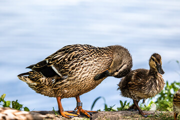 Close-up of a female mallard with chicks, standing on the shore