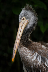 Spot-billed Pelican - Pelecanus philippensis, large white pelican from Sri Lankan lakes, Sri Lanka.