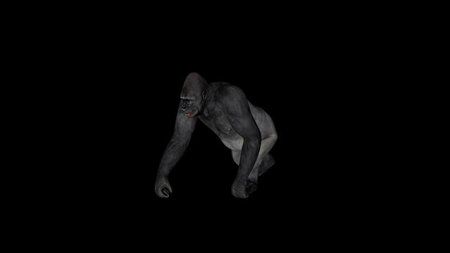 Old Gorilla Walk animation.Full HD 1920×1080.6 Second Long.Transparent Alpha video.LOOP.