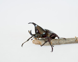 beetle on white background, insect, beetle on wood
