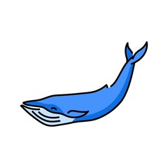 Blue whale color line illustration. Marine mammals.