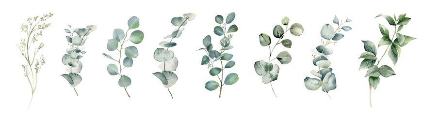 Eucalyptus leaves branches. Watercolor illustration isolated on white. Greenery clipart for wedding invitation, greeting cards, decoration, stationery design. Hand drawn green herbs