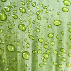 raindrops sticking to green leaves in the playground