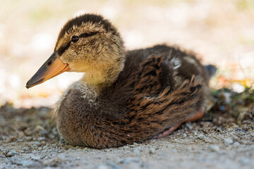 Close-up of a reclining mallard chick