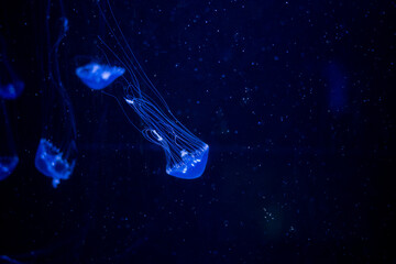 jellyfish at aquarium, dangerous animals  © waranyu