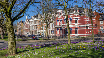Crocuses in front of historic buildings in Groningen, Netherlands