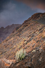 rugged landscape and vegetation in Tenerife