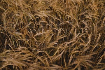 texture of wheat crops growing in the field