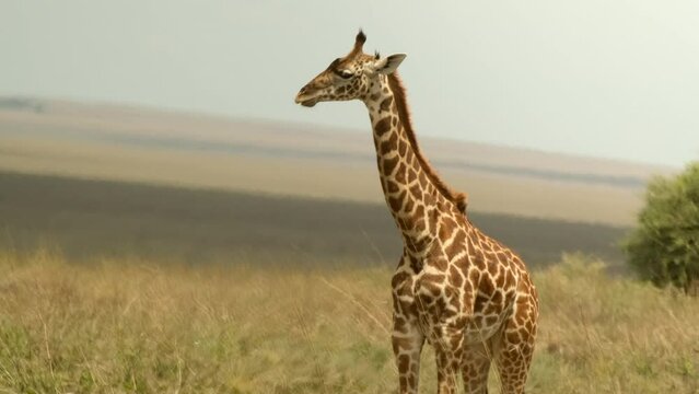 A giraffe stands and chews something moving its ears In a soaring hot savannah in the African wild