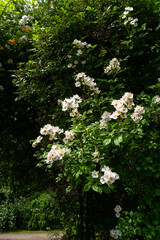 Fototapeta na wymiar Lush green bush with snow-white blooms of rose in a city park. Roses blooming in northern europe.