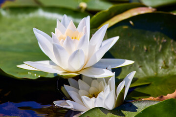 White lotus with yellow pollen on surface of pond