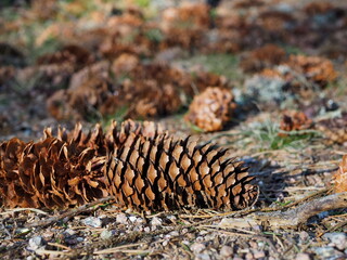 Forest landscape. Macro photography of a scattering of spruce cones on forest land.
