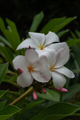 Closeup view of delicate white and pink plumeria or frangipani cluster of flowers and buds in outdoors tropical garden isolated on dark natural background