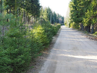 Forest landscape. Dirt road going into the distance and young spruces.
