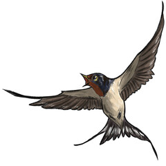swallow