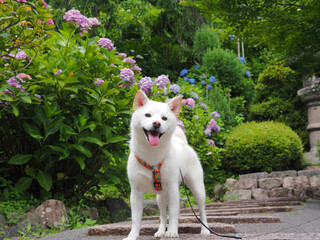 見頃の紫陽花と白い犬
