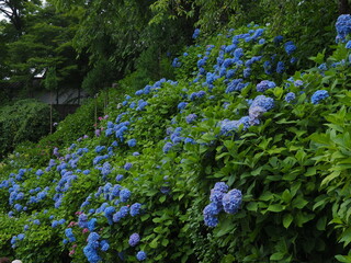 群生の紫陽花