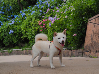 見頃の紫陽花と白い犬