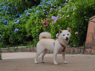 見頃の紫陽花と白い犬