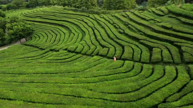 Aerial view of green Tea plantations terrace in the Azores. Woman tourist walks through Azores tea fields factory in San Miguel island. Portugal.