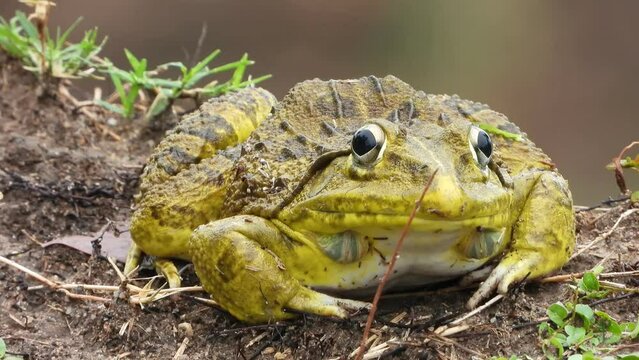 Frog -Rain -Eyes-frog in Pond .