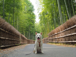 白柴と竹林の小道