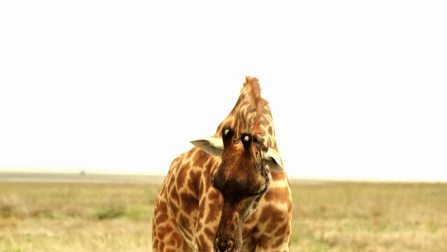 A giraffe stands and poses for the camera, pretends to want to pluck grass and shows a teasing tongue In a soaring hot savannah in the African wild