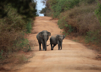 elephant mom and cub in habitat