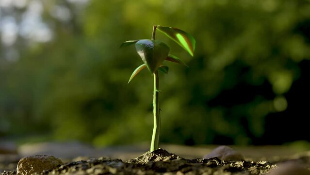 beautiful 3D animated timelaps in 4K of a green plant growing out of muddy ground and getting bigger. Camera is moving dynamicly backwards