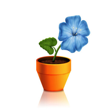 Blue flower in pot isolated