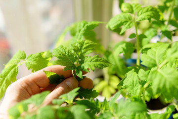 Growing tomatoes seedlings in a greenhouse or in a house. Gardening and agricultural culture. Close-up. Selective focus