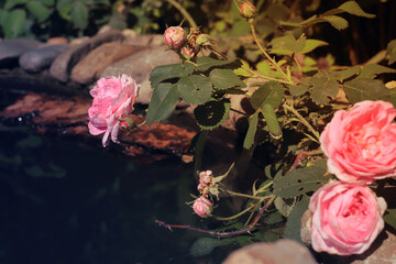 Summer background. A bush of pink roses growing over an artificial pond 