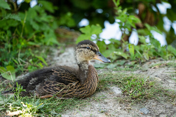 Portrait of a female, young mallard. Lying on the shore