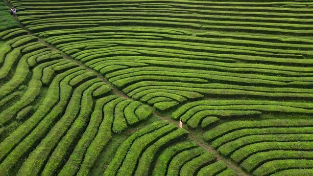 Aerial view of green Tea plantations terrace in the Azores. Traveling women in dress running through Azores tea fields factory in San Miguel island. Portugal.