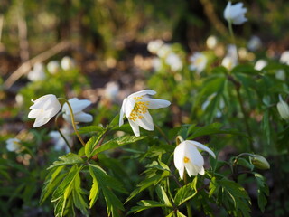 Wild spring flowers. Bright white flowers of anemone oakwood (Anemone nemorosa) against the...